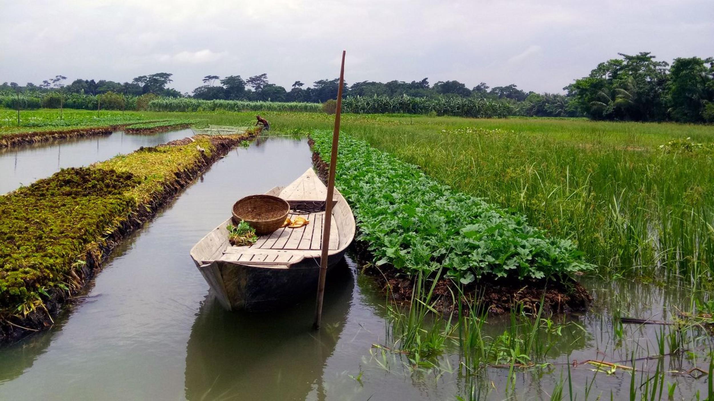 The historic practice of constructing floating gardens has been part of regional heritage in southern Bangladesh for centuries (Credit: Fahmida Akter)